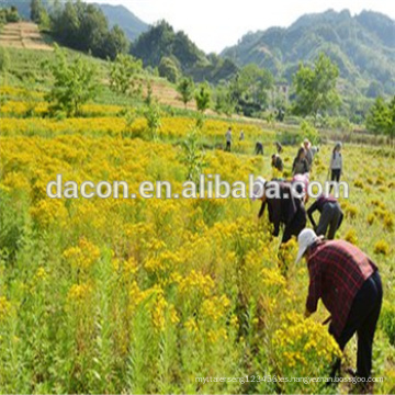 St John&#39;s Wort Extract en polvo